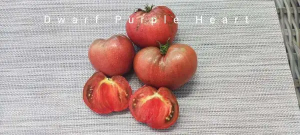 Tomaten: Dwarf Purple Heart