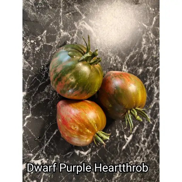Tomaten: Dwarf Purple Heartthrob