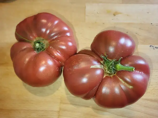 Tomaten: Dwarf Purple Reign