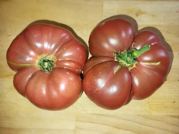 Tomaten: Dwarf Purple Reign