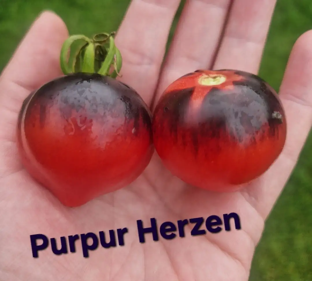 Tomaten: Dwarf Purpur Herzen