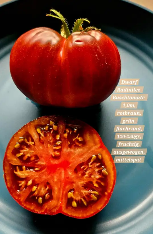 Tomaten: Dwarf Radinilee