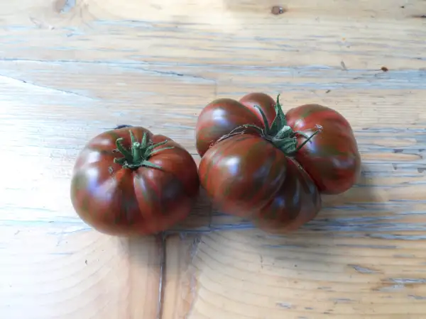 Tomaten: Dwarf Radinilee ( Kat# 2115 )
