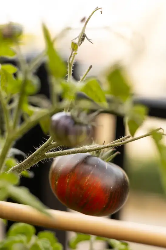 Tomaten: Dwarf Rebel Starfighter Dipper