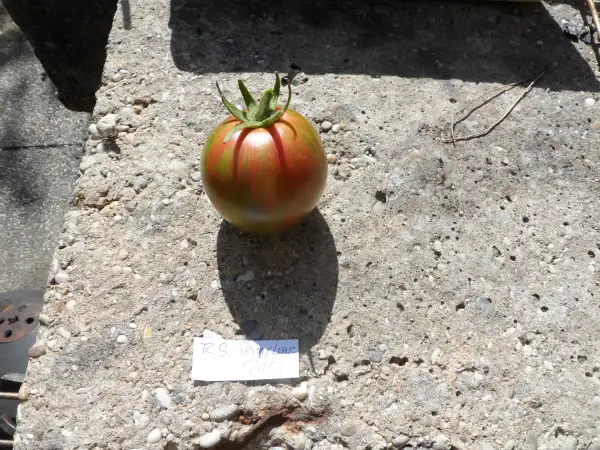 Tomaten: Dwarf Rebel Starfighter Penny Lane ( Kat# 2117 )