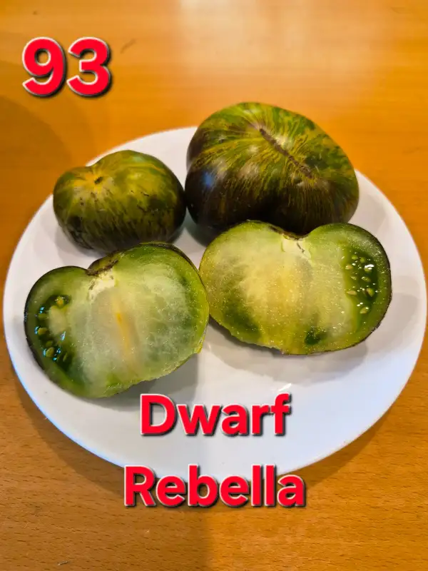Tomaten: Dwarf Rebella