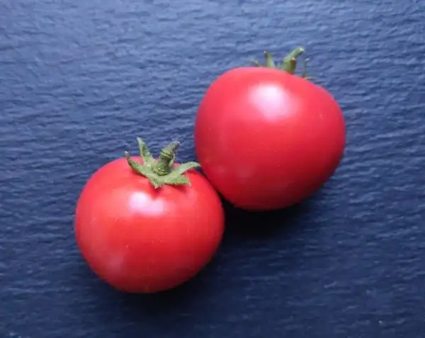 Tomaten: Dwarf Red Heart