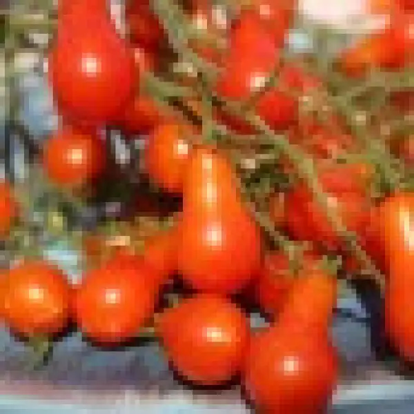 Tomaten: Dwarf Red Rumanian