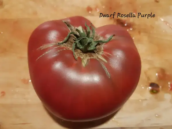 Tomaten: Dwarf Rosella Purple