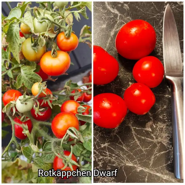 Tomaten: Dwarf Rotkäppchen