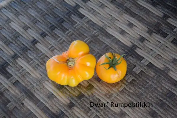 Tomaten: Dwarf Rumpelstiltskin