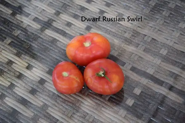 Tomaten: Dwarf Russian Swirl