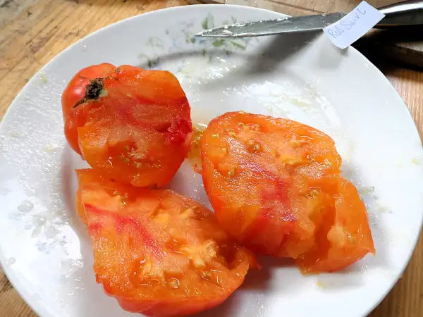 Tomaten: Dwarf Russian Swirl ( Kat# 2152 )