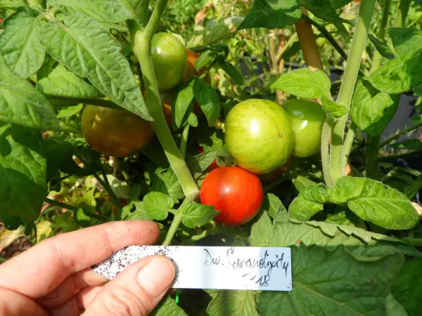 Tomaten: Dwarf Sarandipity ( Kat# 2118 )