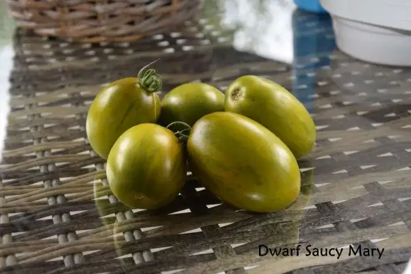 Tomaten: Dwarf Saucy Mary