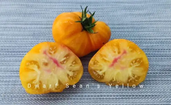 Tomaten: Dwarf Seans Yellow