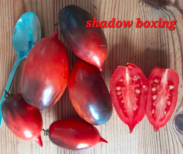 Tomaten: Dwarf Shadow Boxing
