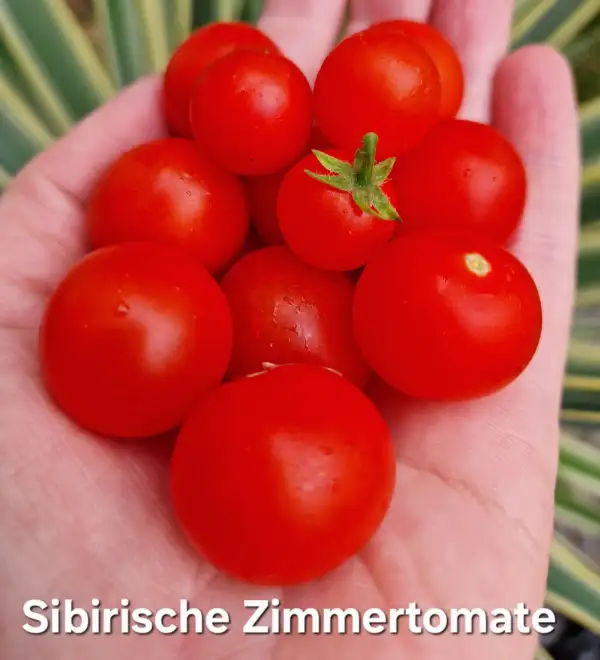 Tomaten: Dwarf Sibirische Zimmertomate