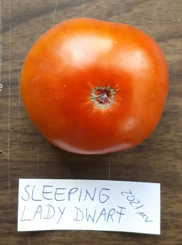 Tomaten: Dwarf Sleeping Lady