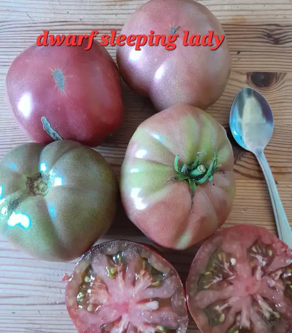 Tomaten: Dwarf Sleeping Lady