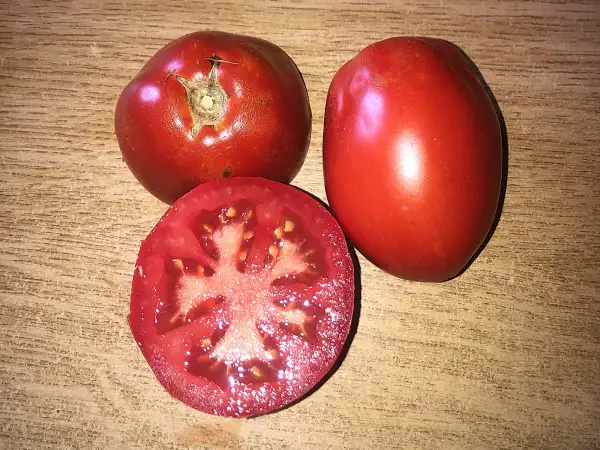 Tomaten: Dwarf Sneaky Sauce