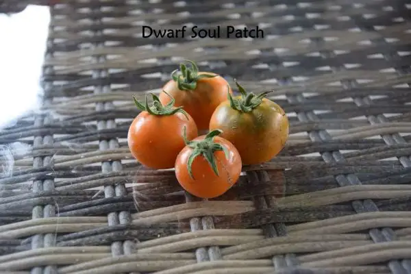 Tomaten: Dwarf Soul Patch