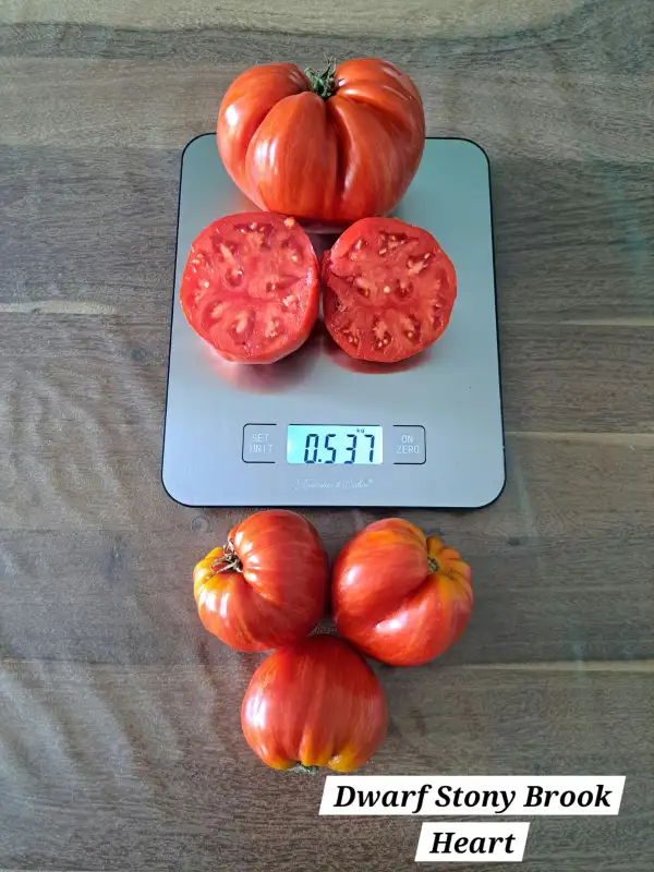 Tomaten: Dwarf Stony Brook Heart
