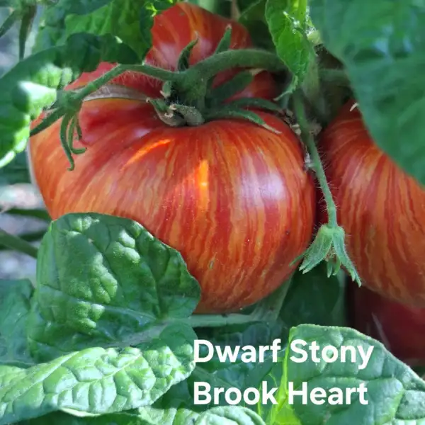 Tomaten: Dwarf Stony Brook Heart