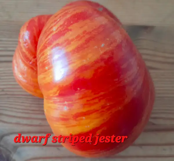 Tomaten: Dwarf Striped Jester
