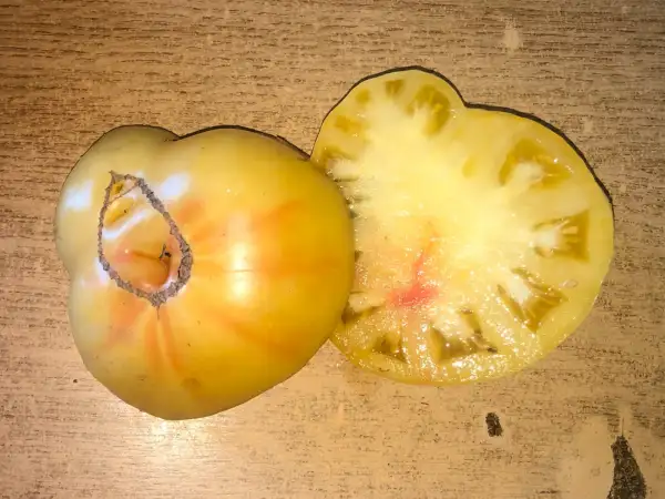 Tomaten: Dwarf Summer Sunrise