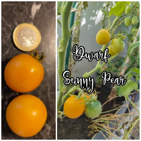 Tomaten: Dwarf Sunny Pear