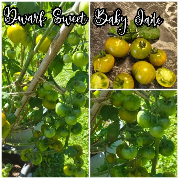 Tomaten: Dwarf Sweet Baby Jade
