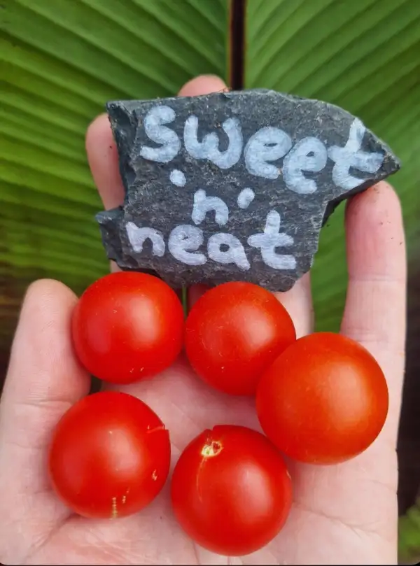 Tomaten: Dwarf sweet 