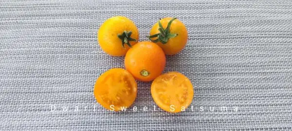 Tomaten: Dwarf Sweet Satsuma