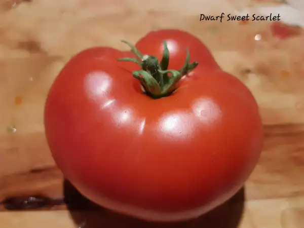 Tomaten: Dwarf Sweet Scarlet