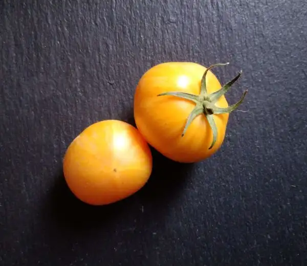 Tomaten: Dwarf Sweet Splash Electra