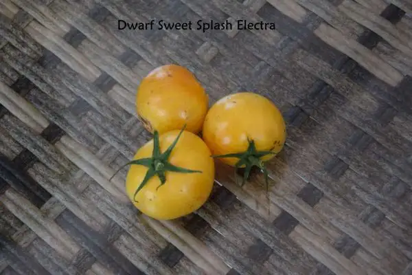 Tomaten: Dwarf Sweet Splash Electra