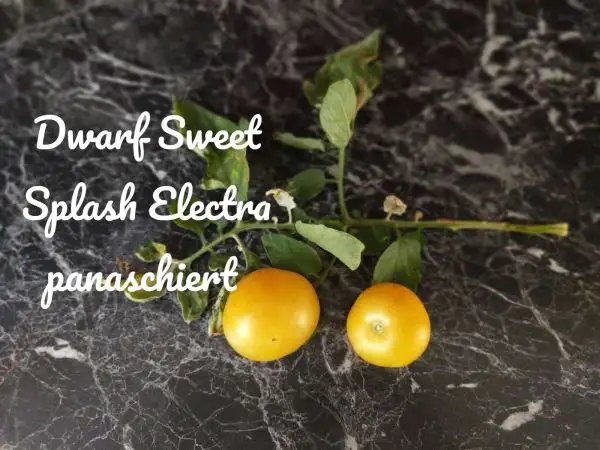 Tomaten: Dwarf Sweet Splash Electra panaschiert