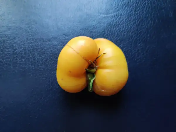 Tomaten: Dwarf Sweet Sue