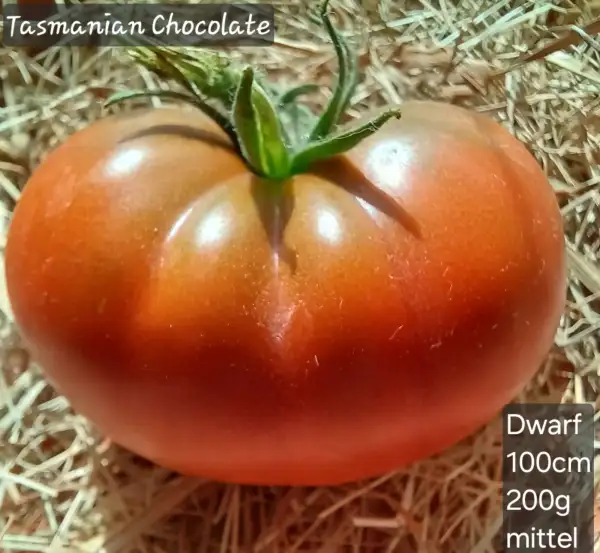 Tomaten: Dwarf Tasmanian Chocolate