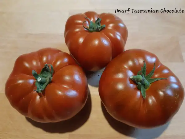 Tomaten: Dwarf Tasmanian Chocolate