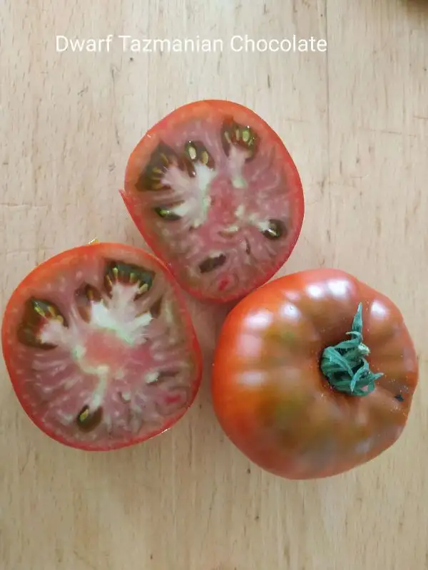 Tomaten: Dwarf Tazmanian Chocolate