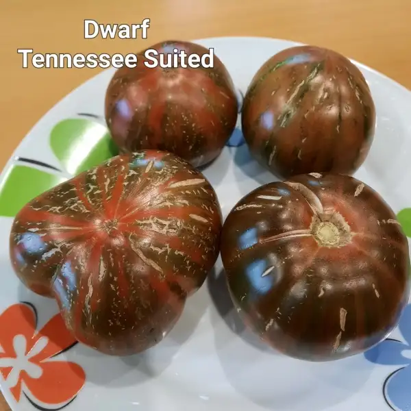 Tomaten: Dwarf Tenessee Suited