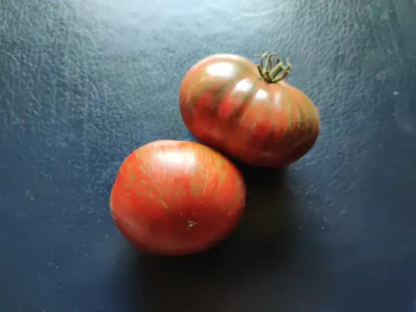 Tomaten: Dwarf Tennessee Suited