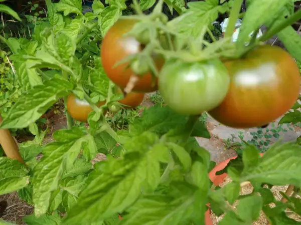 Tomaten: Dwarf Tennessee Suited ( Kat# 2166 )