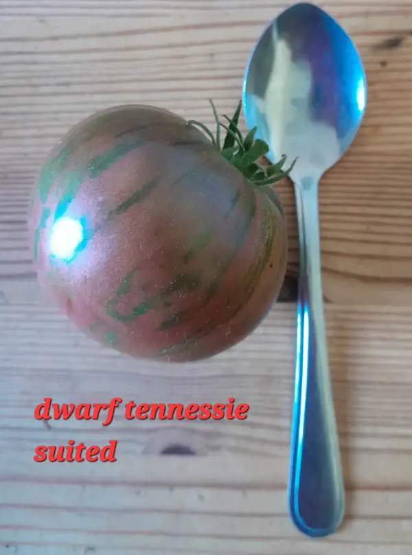 Tomaten: Dwarf Tennessie Suited