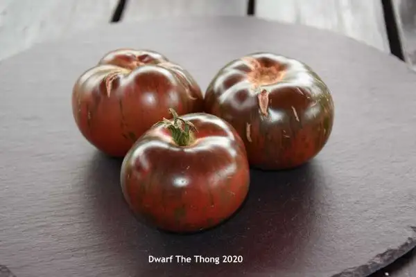 Tomaten: Dwarf The Thong