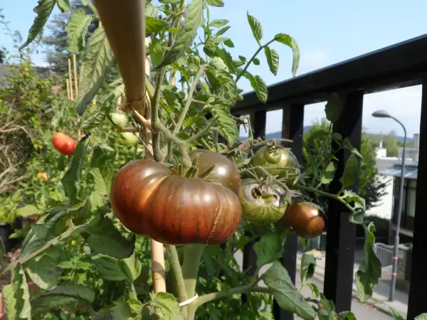 Tomaten: Dwarf The Thong ( Kat# 2149 )