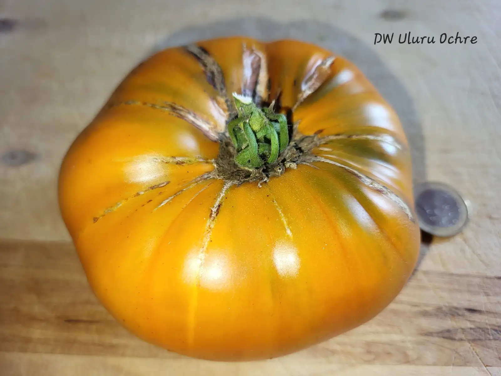 Tomaten: Dwarf Uluru Ochre