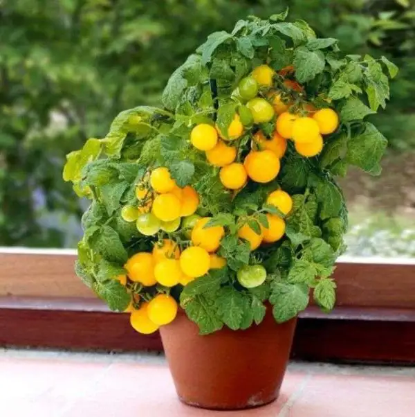 Tomaten: Dwarf Variety Yellow